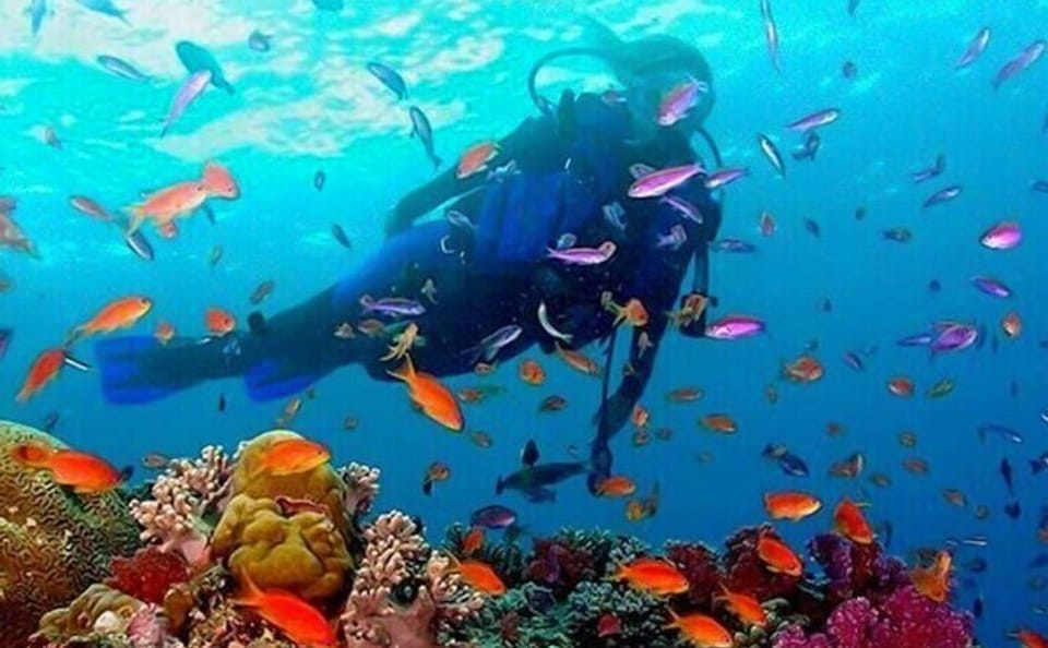 Guided Half Day Snorkeling Tour in Negombo, Sri Lanka