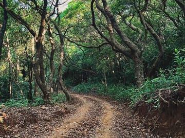 Wildlife Safari and Beach Retreat from Pune to Goa