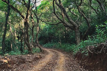 Pune to Goa: Wildlife Safari and Beach Retreat