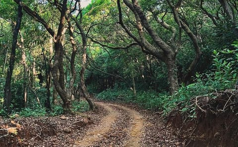 Wildlife Safari and Beach Retreat from Pune to Goa