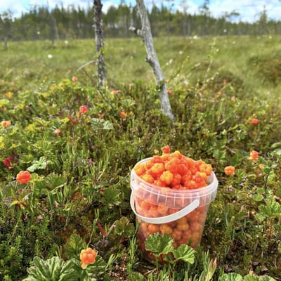 Aito Lapin Luontoelämys Porotilalla - Image 3