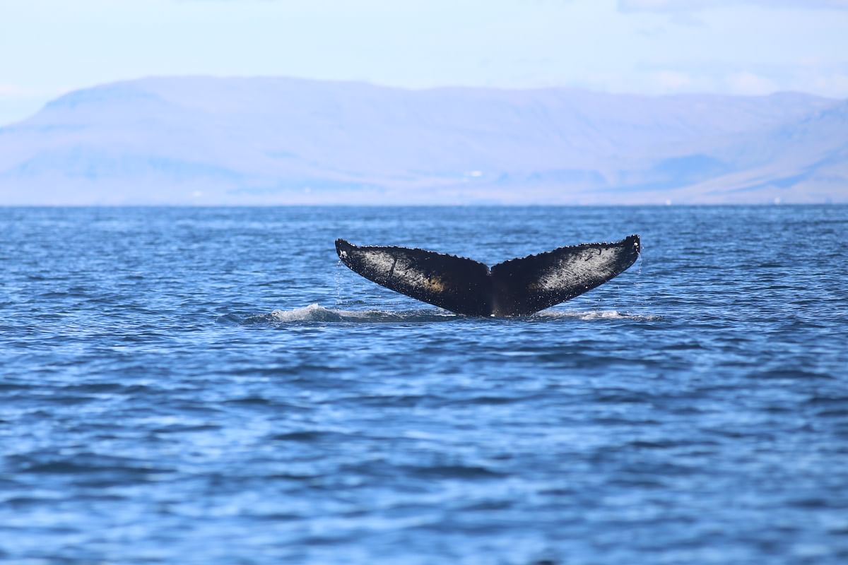 Whale Watching & Lava Show Reykjavik: Nature's Breathtaking Spectacle