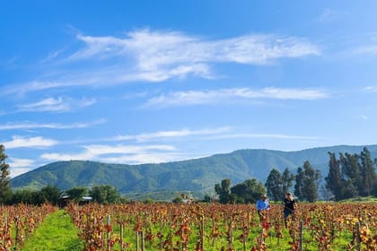 Casablanca Valley Wine Tour from Santiago