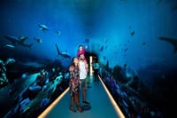 Enjoy interactive aquarium tunnels and floor mapping, and explore the history behind this worldfamous landmark