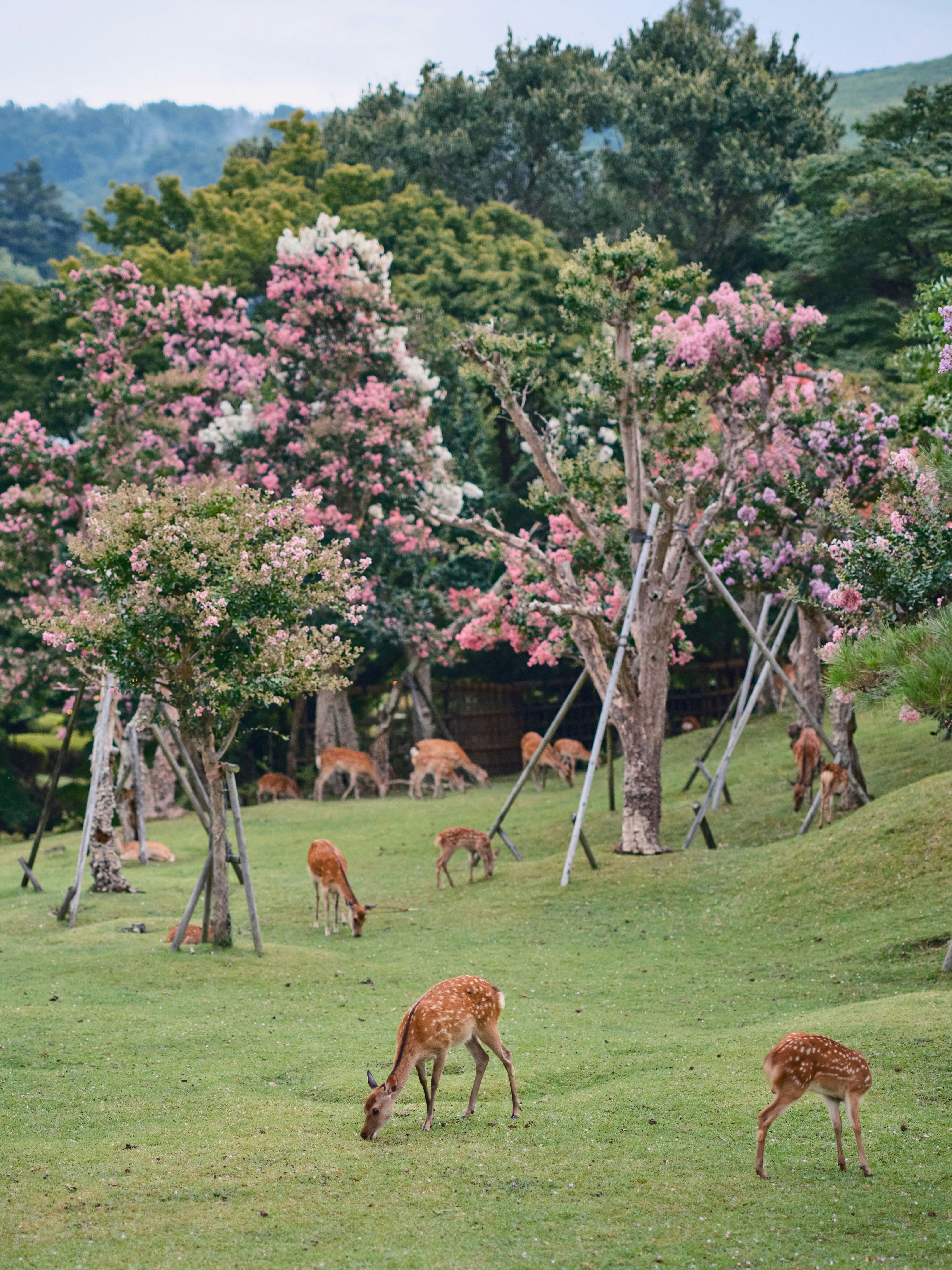 Nara Tour, Japan