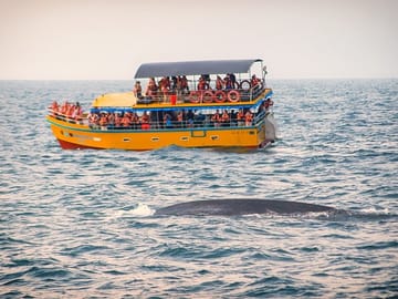 Whale Watching Tour from Koggala to Mirissa, Sri Lanka