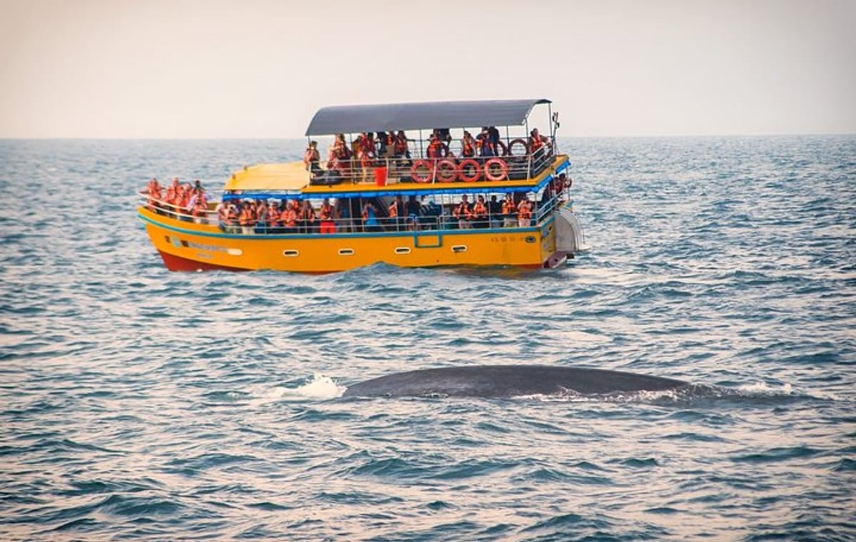 Mirissa Whale Watching Tour From Koggala