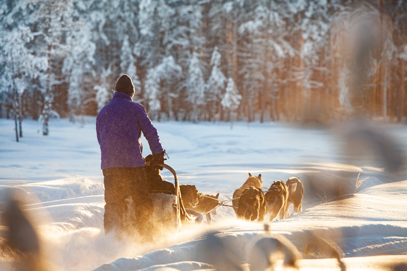Snowmobile Safari to Husky Farm