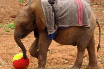 Giraffe Center and David Sheldrick Trust Day Tour in Nairobi