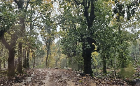 Full-Day 4×4 Off-Road Tour in Tangier Mountains with Lunch