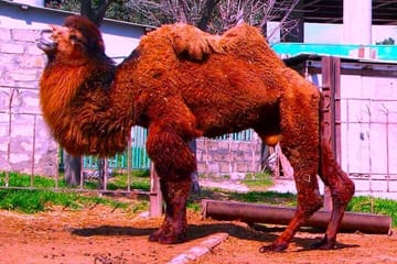 Private Kids Entertainment Day Tour in Baku