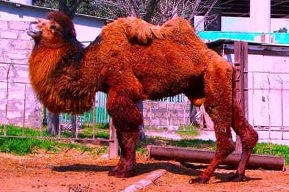 Private Kids Entertainment Day Tour in Baku