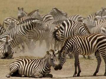 13 Days and 12 Nights Tour in Kenya and Tanzania Safari
