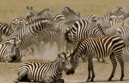 13 Days and 12 Nights Tour in Kenya and Tanzania Safari
