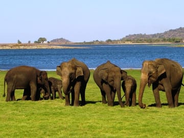Half-Day Safari Tour in Yala National Park from Colombo