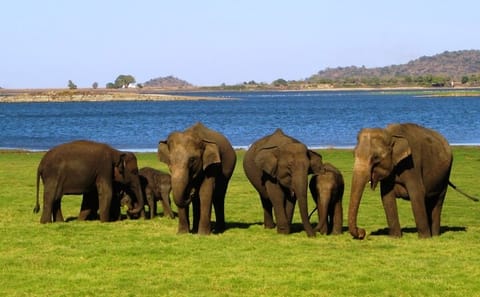 Half-Day Safari Tour in Yala National Park from Colombo