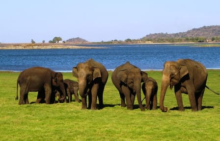 Half-Day Safari Tour in Yala National Park from Colombo