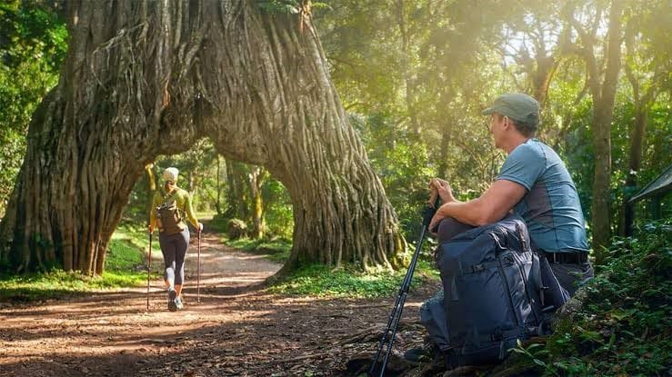 A traveler resting with hiking poles while a guide walks under a large natural fig tree archway in Arusha National Park.