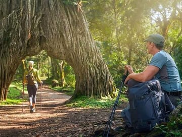 Guided walking safari through the lush forest and iconic Fig Tree Arch in Arusha National Park.