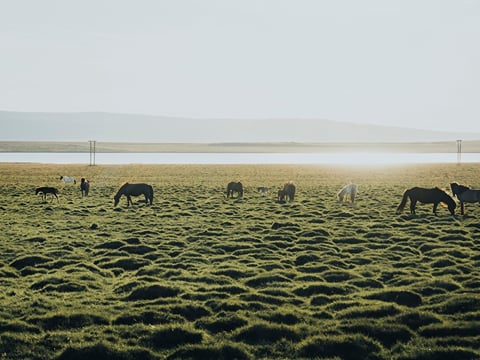 6 Day - South Coast, Glacier Experience & Wild Westfjords, photo 21