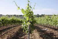 Visit the winery, stroll through the vineyards, taste the Cantine Mucci Wine 1