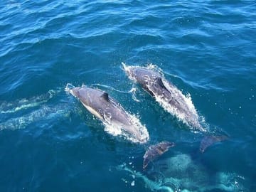 Dolphin Watching Tour in Kalpitiya, Sri Lanka