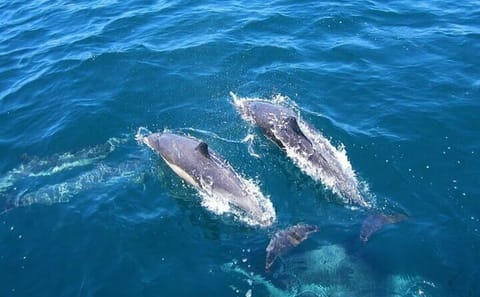 Dolphin Watching Tour in Kalpitiya, Sri Lanka