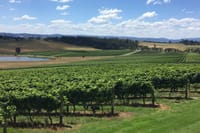 Scenic Private Yarra Valley Wine Tour  7