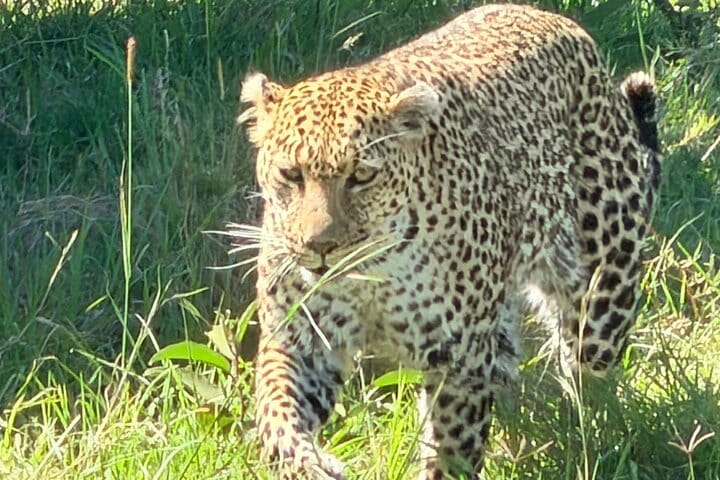 2-Day Masai Mara Safari with Game Drives