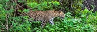 CEYLON BEACH & SAFARI EXPERIENCE  4