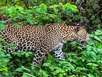 Ceylon Beach and Safari Tour in Katunayake, Sri Lanka