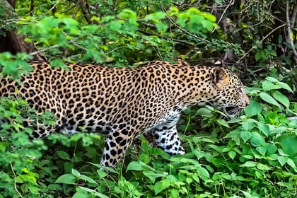 CEYLON BEACH & SAFARI EXPERIENCE