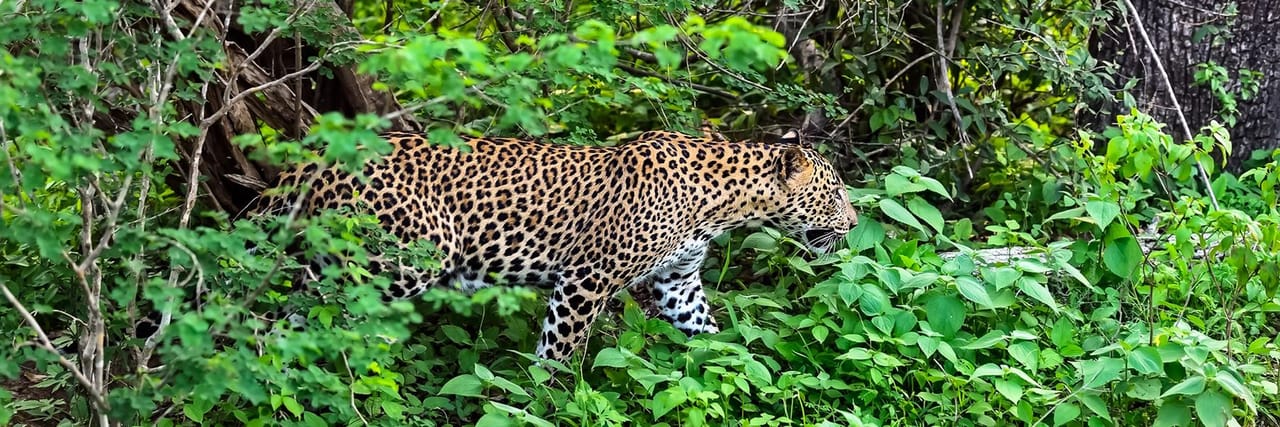 CEYLON BEACH & SAFARI EXPERIENCE  4