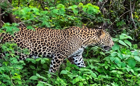 Ceylon Beach and Safari Tour in Katunayake, Sri Lanka