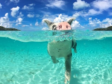 Swim with Pigs Safari Adventure in Nassau, Bahamas