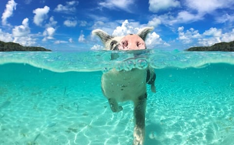 Swim with Pigs Safari Adventure in Nassau, Bahamas
