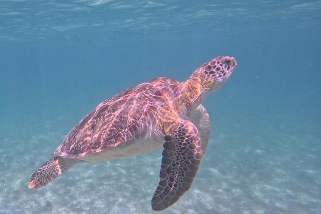 Santuario de tortugas Akumal Snorkel Experiencia marina