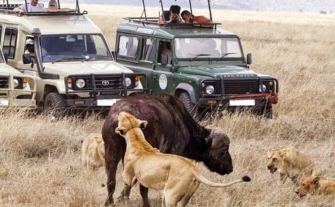 9-Night Safari and Beach Holiday in Kenya's Mombasa Region
