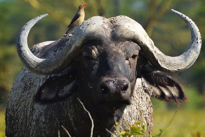 Ol Pejeta Conservancy and Chimpanzee Sanctuary Full-Day Tour from Nairobi 5