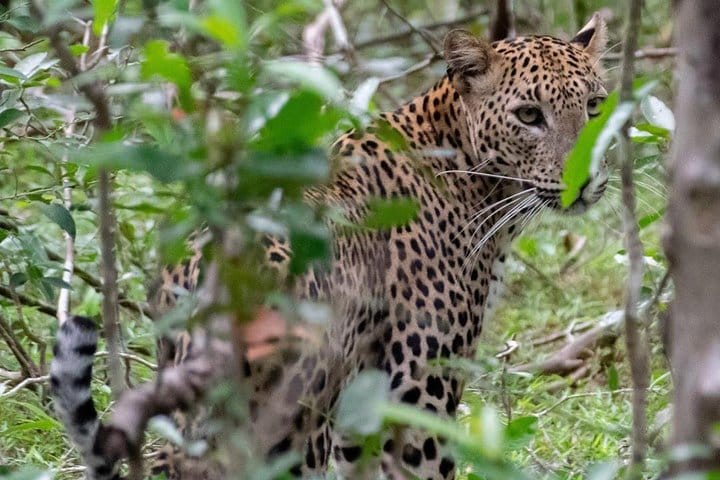 Tropical Ceylon | 8 Days