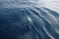 Big Game Fishing Hvar 10