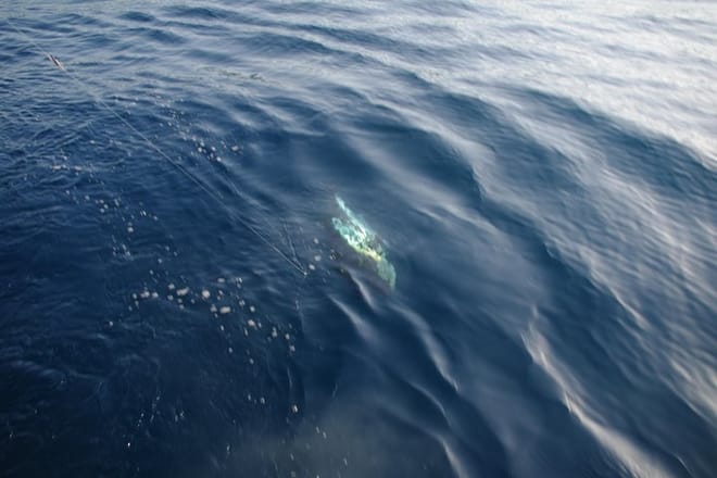 Big Game Fishing Hvar 10