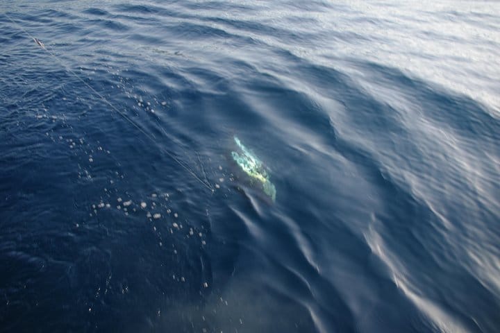 Big Game Fishing Hvar 10