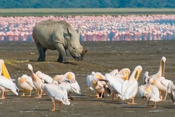 7 Days Masaai Mara Lake Nakuru Lake Naivasha and Amboseli safari