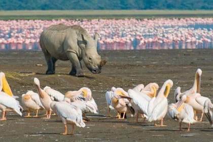 7 Days Masaai Mara Lake Nakuru Lake Naivasha and Amboseli safari