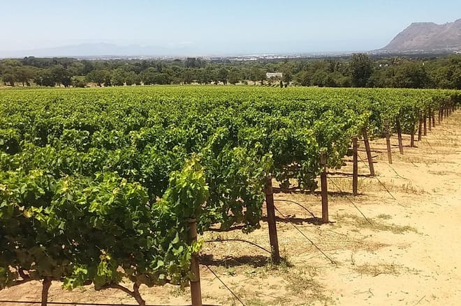 Vines Constantia