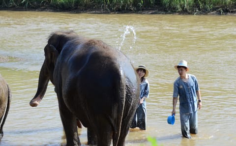 Hug Chang Elephant Experience and Long Neck Village Tour in Chiang Mai