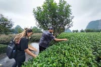 Tea Farm