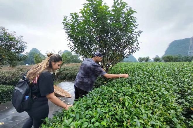 Tea Farm