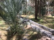 Al Ain Private City Tour With Lunch At The Top Of Jabel Hafeet Mountain  4